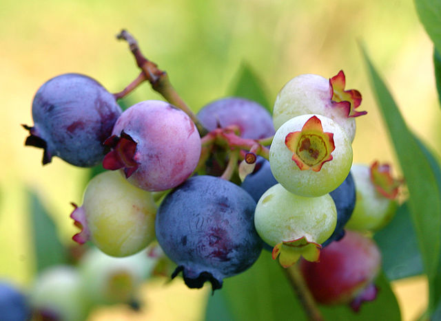 3-0 Best Foods for Healthy Hair-Blueberries