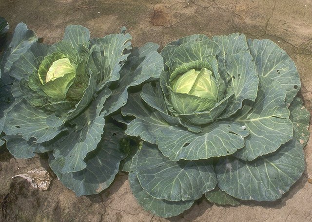 The Top 2-5 Best Foods for Weight Loss-Cabbage