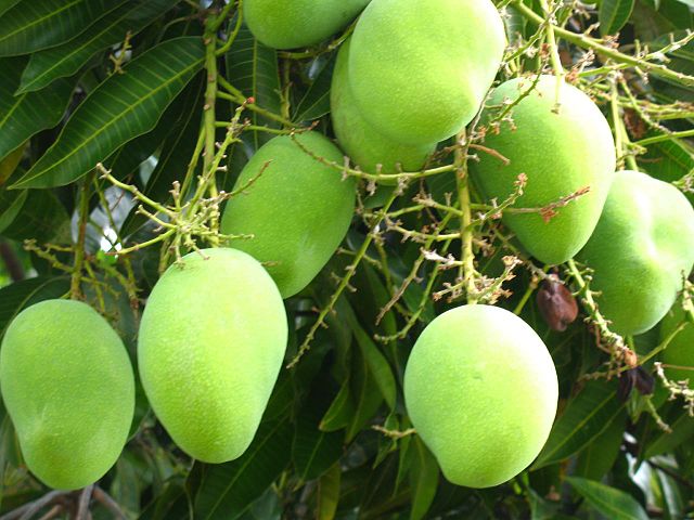 3-0 Best Foods for Healthy Hair-Mangoes