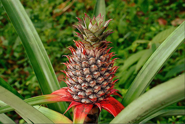 3-0 Best Foods for Healthy Hair-Pineapple